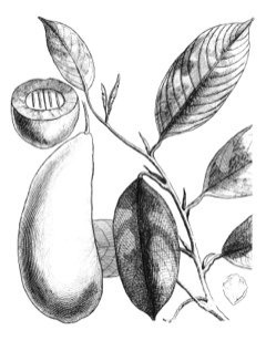 Minquartia guianensis Wanania, Arataweri